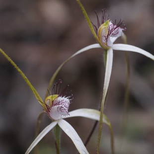 Caladenia longicauda